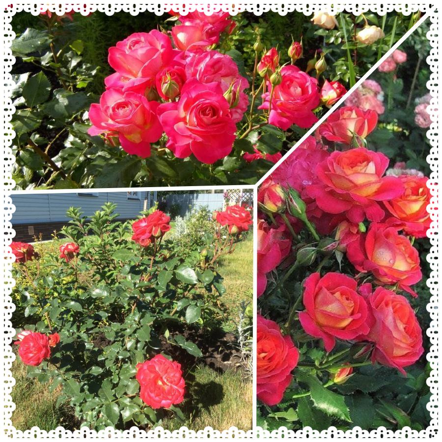 róże rabatowe midsummer